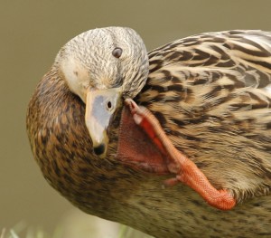 Fot. Katarzyna Kalinowska
