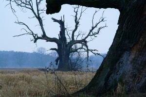 Fot. Marek Przybylski