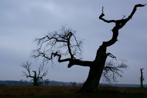 Fot. Marek Przybylski