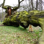 Fot. Marek Przybylski