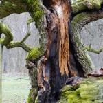 Fot. Marek Przybylski