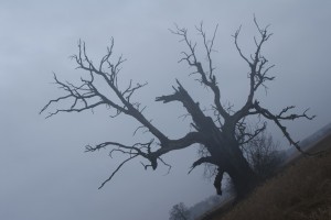 Fot. Magda Szutarska