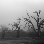 Fot. Marta Wojciechowska