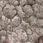 Fot. Agata Łęgowska