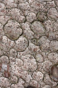 Fot. Agata Łęgowska