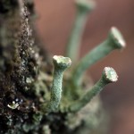 Fot. Agata Łęgowska