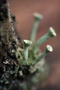 Fot. Agata Łęgowska