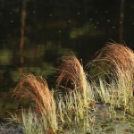 Fot. Agata Łęgowska