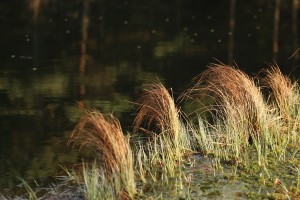 Fot. Agata Łęgowska