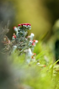 Fot. Agata Łęgowska