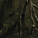 Fot. Bożena Królikowska