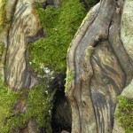 Fot. Bożena Królikowska