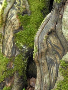 Fot. Bożena Królikowska