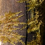 Fot. Agata Łęgowska