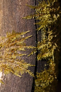 Fot. Agata Łęgowska