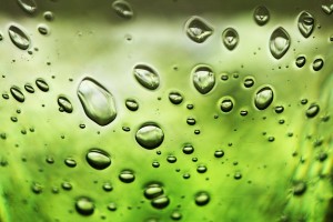 Fot. Agata Łęgowska