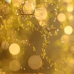 Fot. Agata Łęgowska