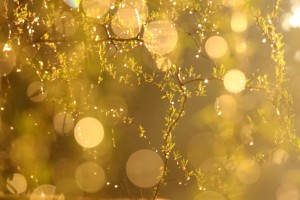 Fot. Agata Łęgowska