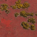 Fot. Iwona Wołyńska Kujawiak