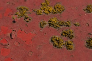 Fot. Iwona Wołyńska Kujawiak