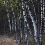 Fot. Iwona Wołyńska Kujawiak