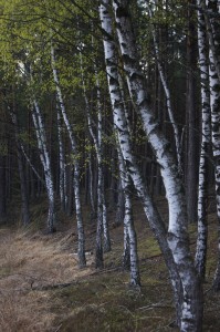 Fot. Iwona Wołyńska Kujawiak