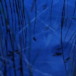 Fot. Iwona Wołyńska Kujawiak