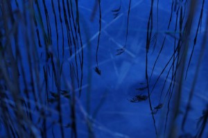 Fot. Iwona Wołyńska Kujawiak