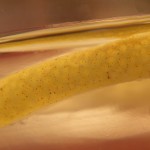 Fot. Magda Szutarska