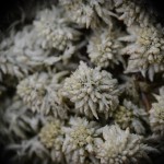 Fot. Małgorzata Marczuk