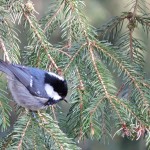 Fot. Maria Płonka-Krzemień