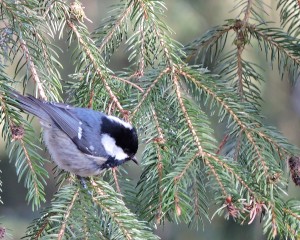Fot. Maria Płonka-Krzemień