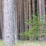 Fot. Maria Płonka-Krzemień