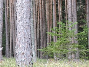 Fot. Maria Płonka-Krzemień