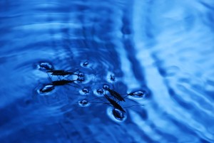 Fot. Arkadiusz Ociepka