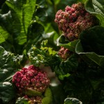 Fot. Wiesława Zabrocka