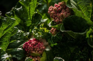 Fot. Wiesława Zabrocka