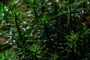 Fot. Wiesława Zabrocka