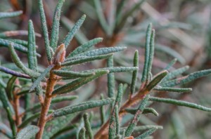 Fot. Wiesława Zabrocka