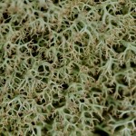 Fot. Wiesława Zabrocka