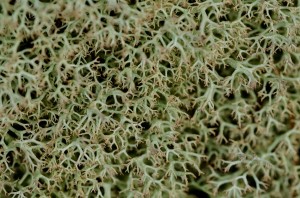 Fot. Wiesława Zabrocka