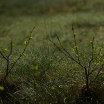 Fot. Wiesława Zabrocka