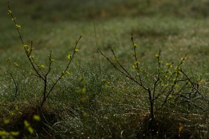 Fot. Wiesława Zabrocka