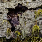 Fot. Wiesława Zabrocka