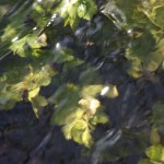 Fot. Halina Baćmaga