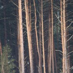 Fot. Halina Baćmaga