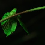 Fot. Jerzy Kołodziejski