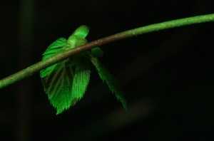 Fot. Jerzy Kołodziejski