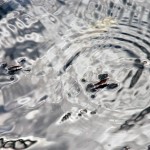 Fot. Jerzy Kołodziejski