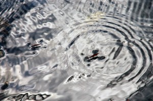 Fot. Jerzy Kołodziejski